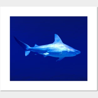 Shark Posters and Art